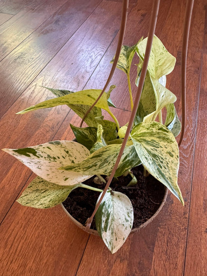 5" Snow Queen Pothos Hanging Basket