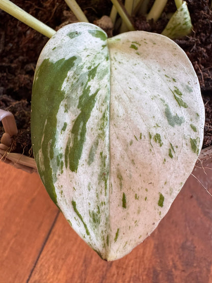 5" Snow Queen Pothos Hanging Basket