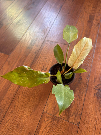 4" Philodendron Snowdrift