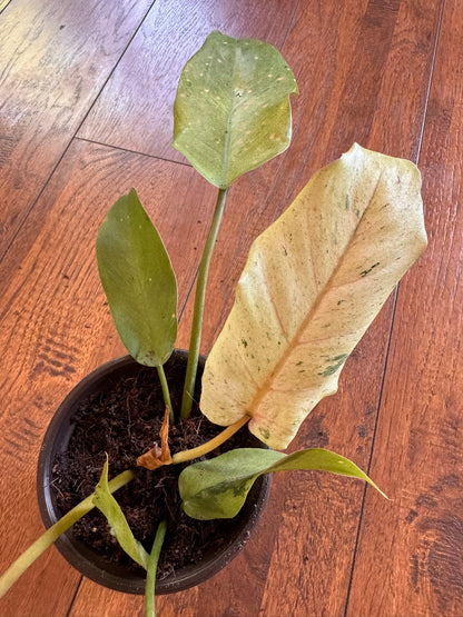 4" Philodendron Snowdrift