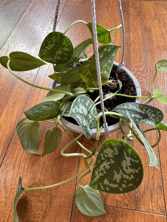 5" Scindapsus Pictus Hanging Basket