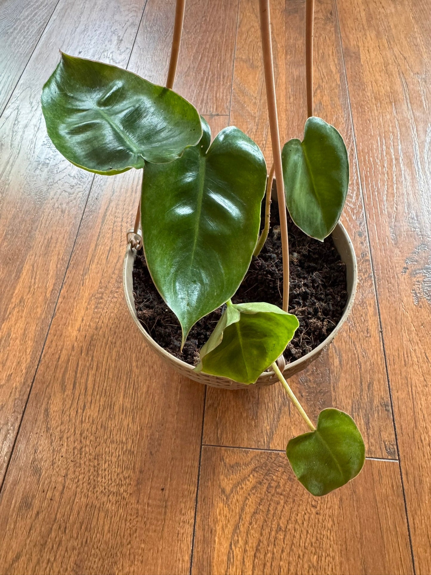 5" Philodendron Burle Marx Hanging Basket