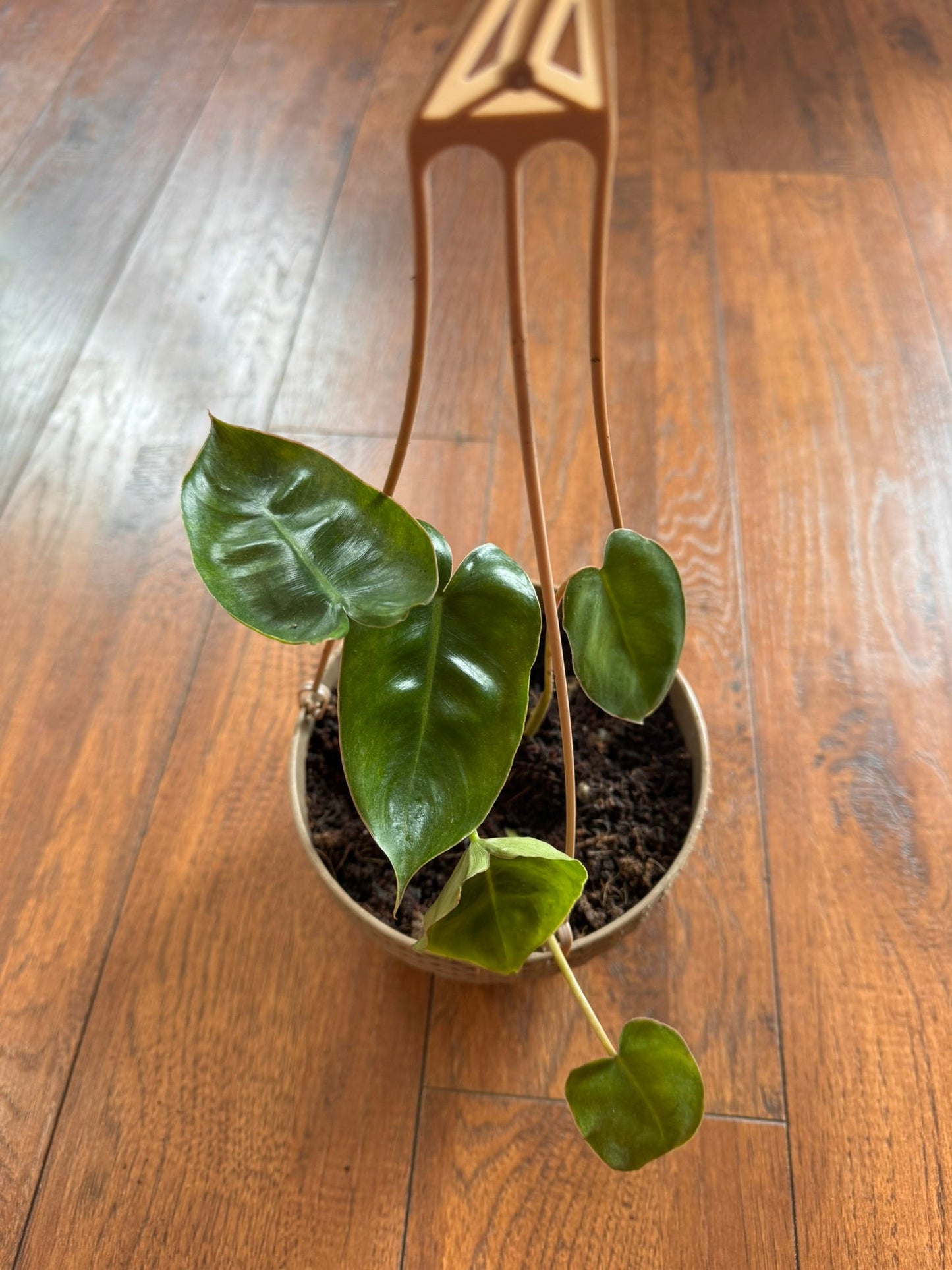 5" Philodendron Burle Marx Hanging Basket