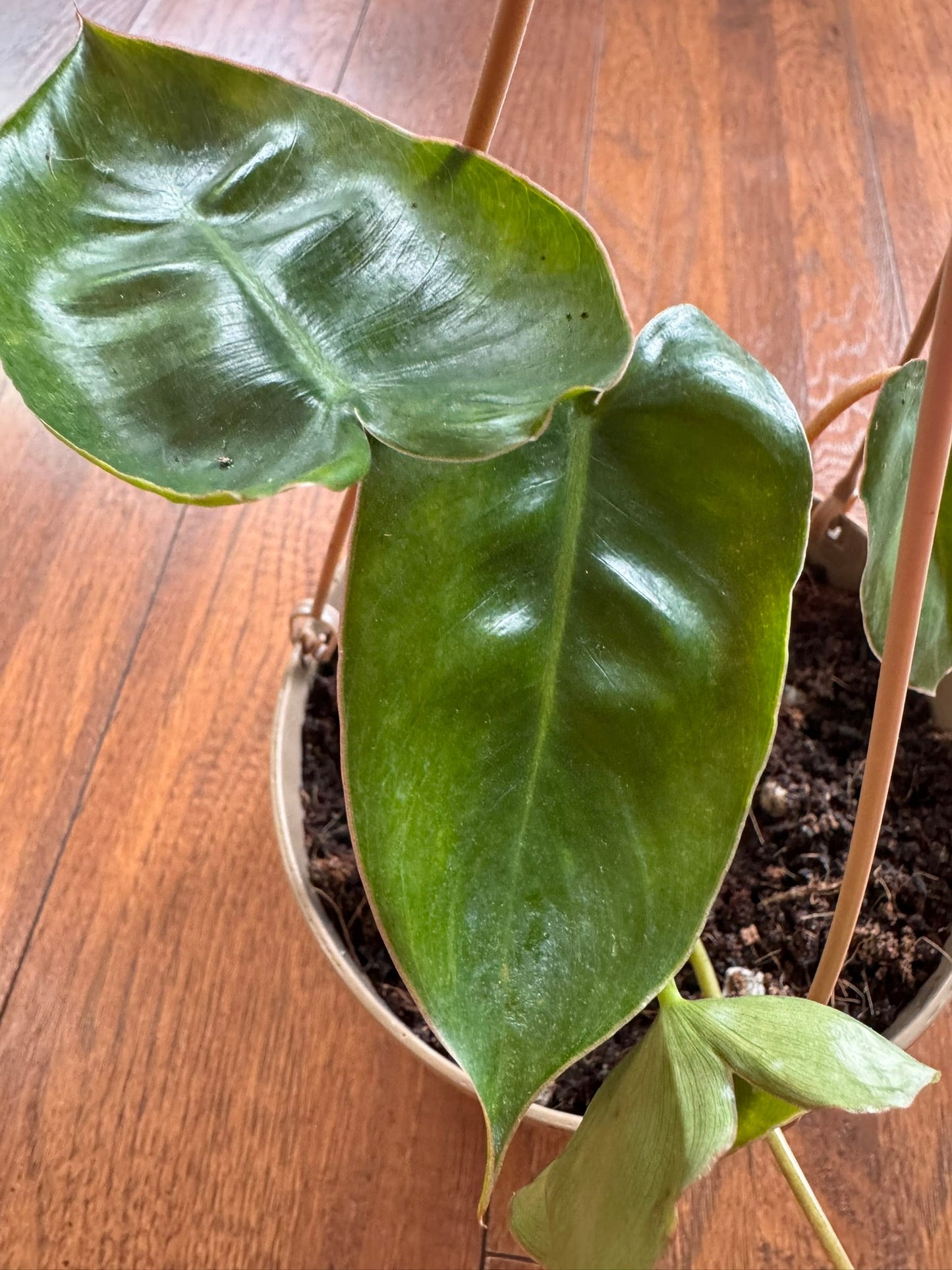 5" Philodendron Burle Marx Hanging Basket