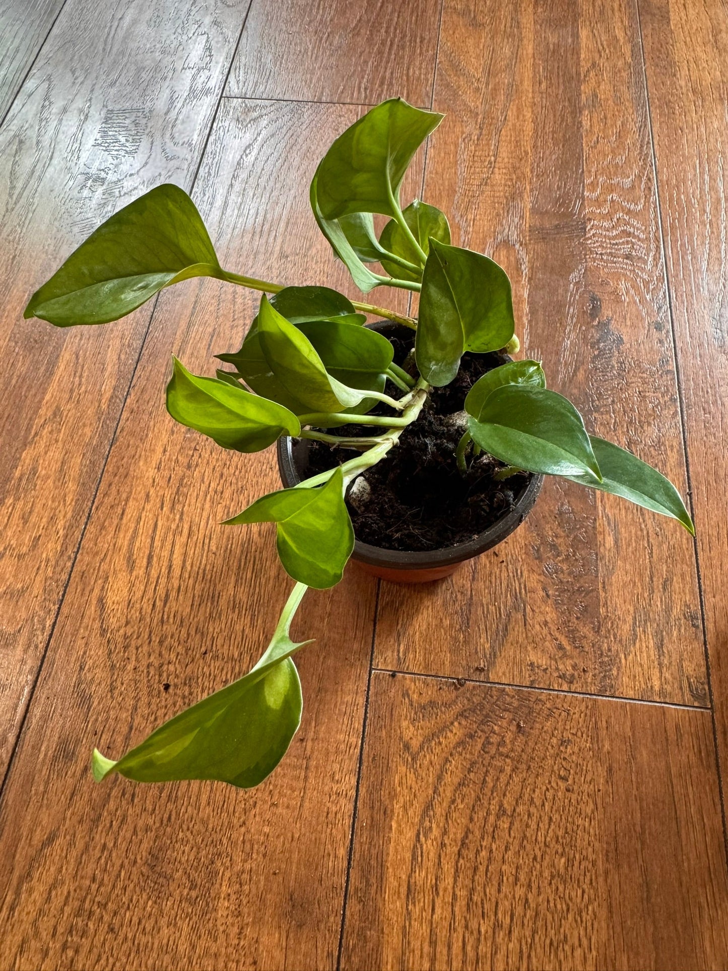 4" Global Green Pothos