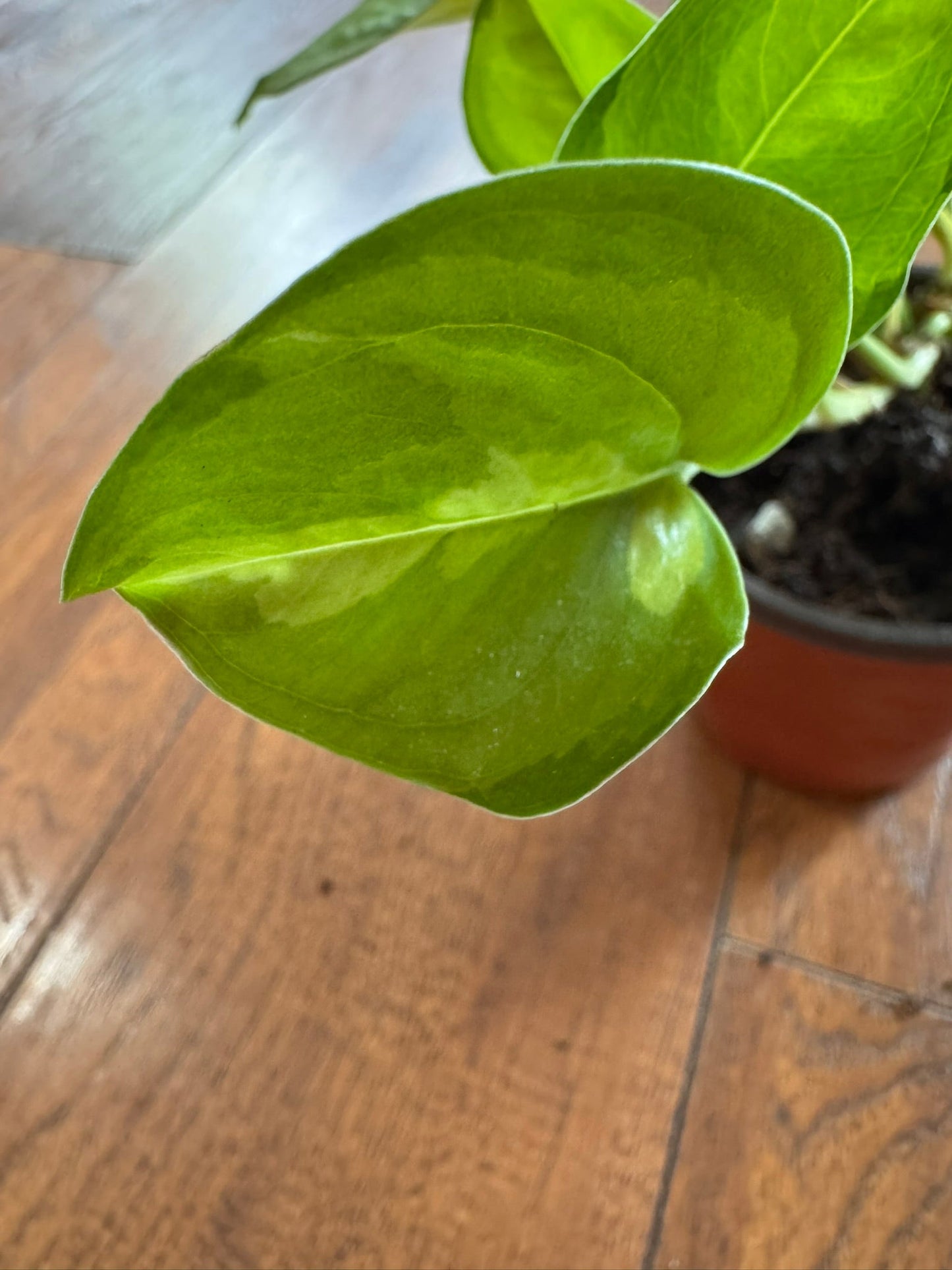 4" Global Green Pothos