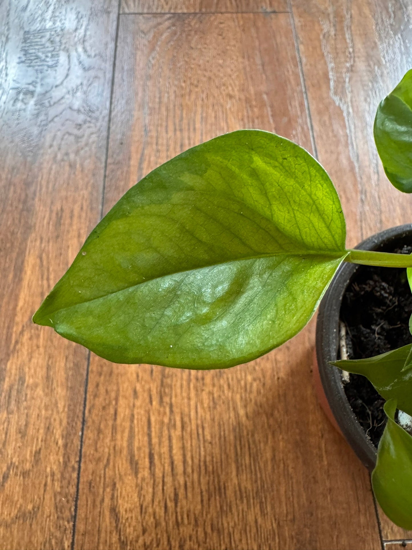 4" Global Green Pothos