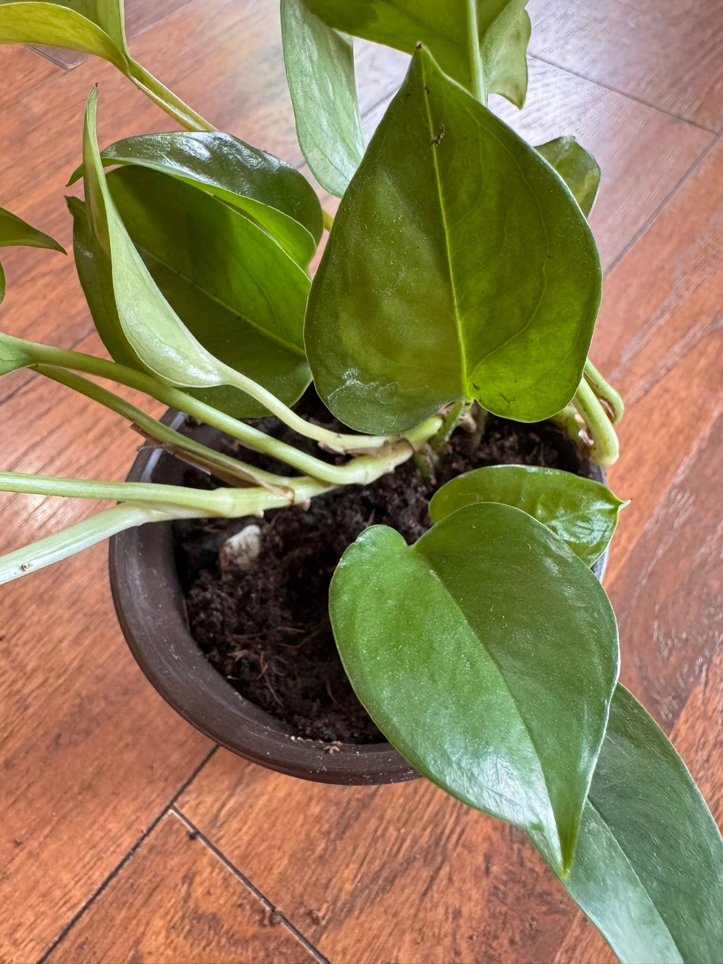 4" Global Green Pothos
