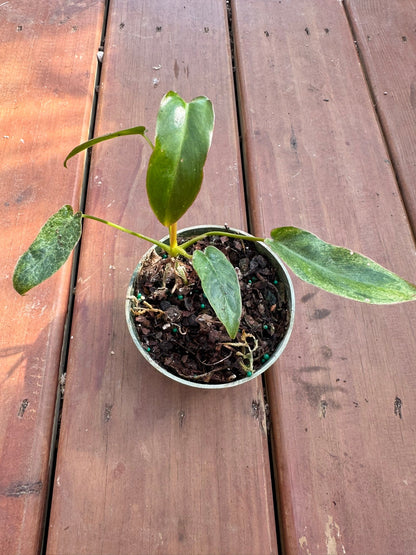 4" Philodendron Paraiso Verde