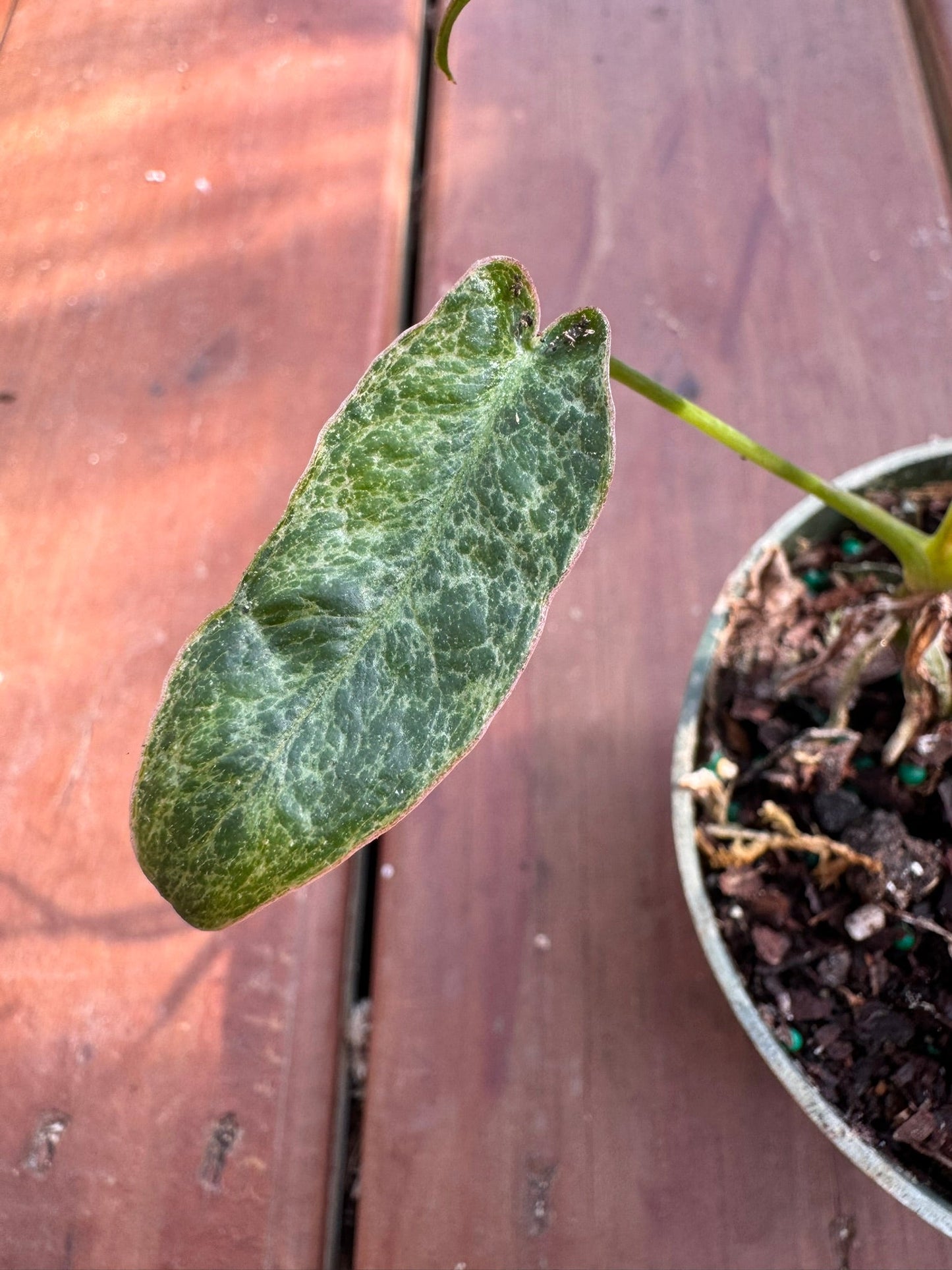 4" Philodendron Paraiso Verde
