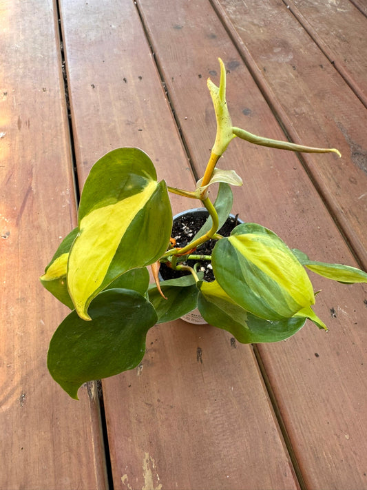4" Philodendron Brasil