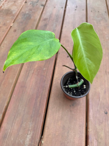 4" Monstera Albo REVERTED