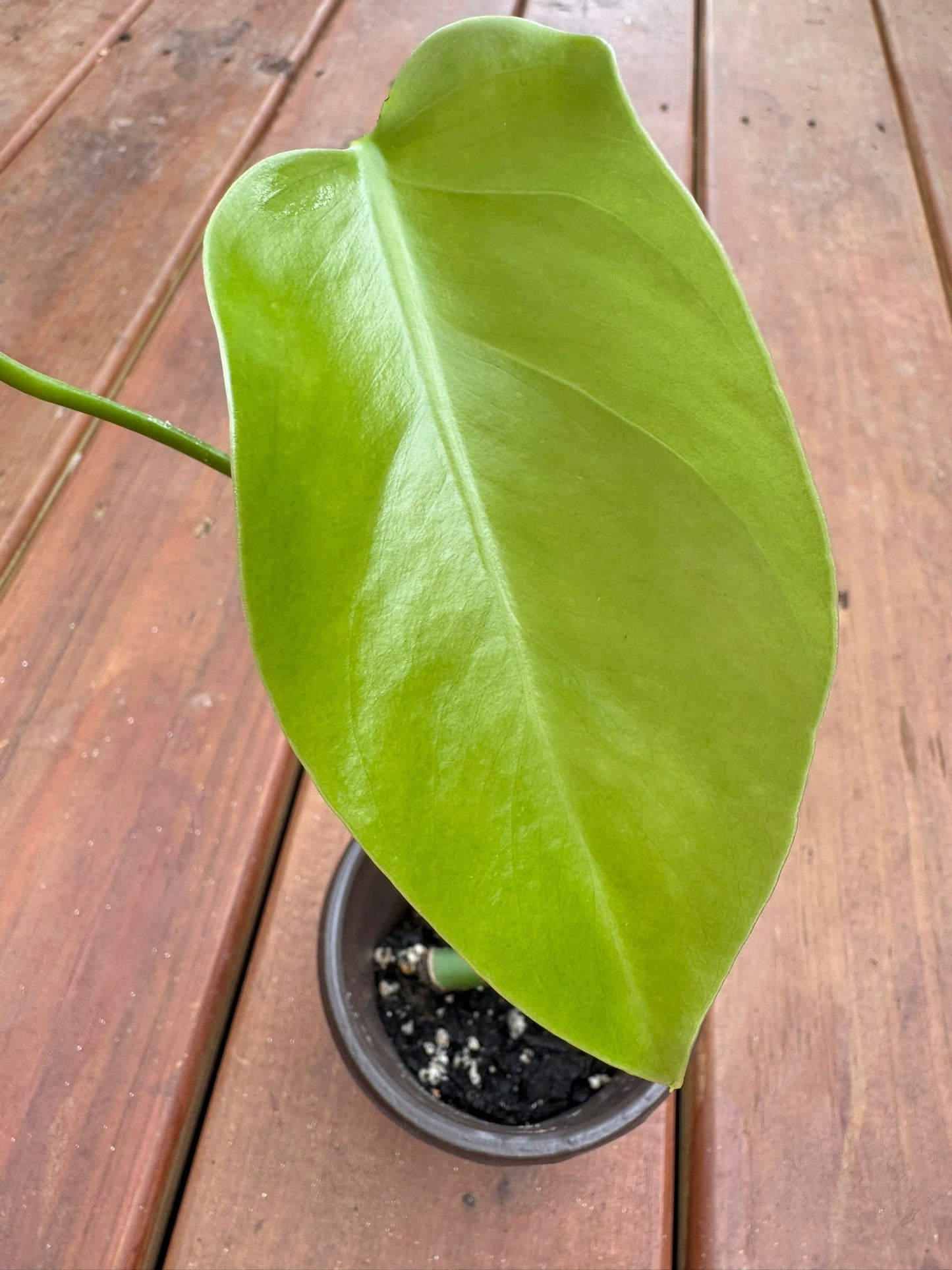 4" Monstera Albo REVERTED