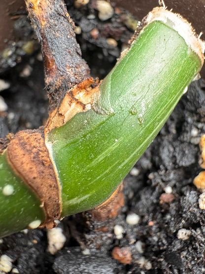 4" Monstera Albo REVERTED