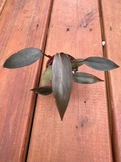 2" Philodendron Pink Princess