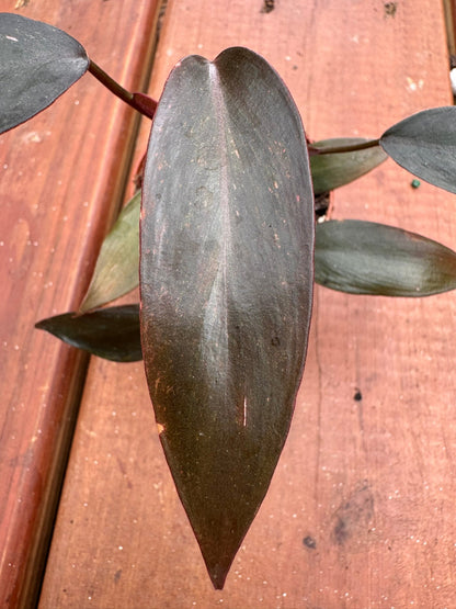 2" Philodendron Pink Princess