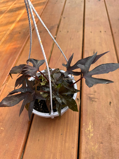 5" Raven Sweet Potato Vine Hanging Basket