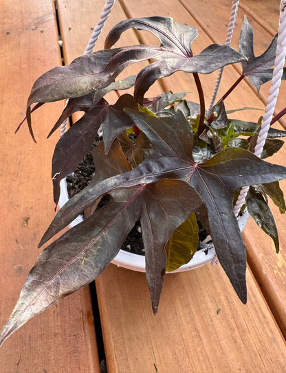 5" Raven Sweet Potato Vine Hanging Basket