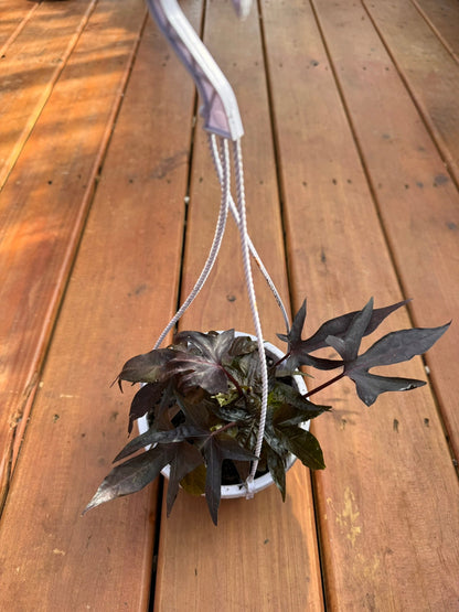 5" Raven Sweet Potato Vine Hanging Basket