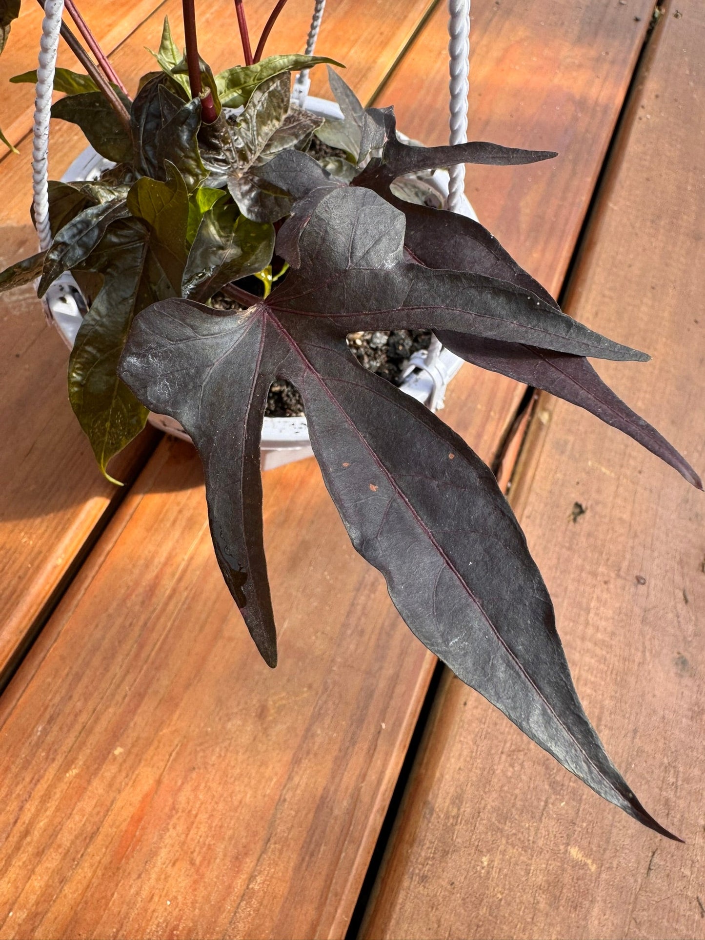 5" Raven Sweet Potato Vine Hanging Basket