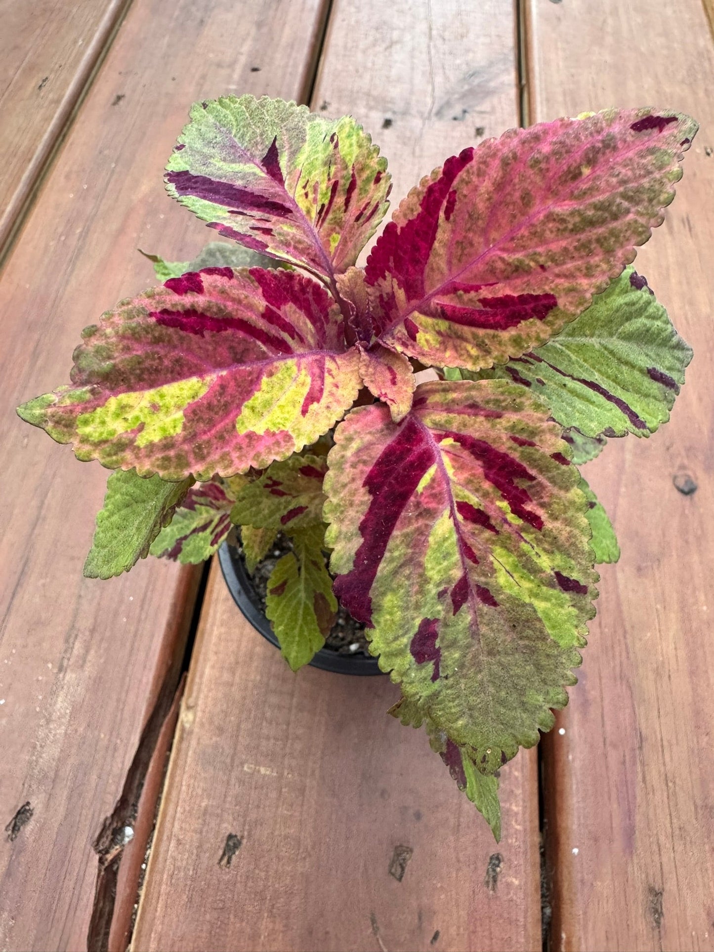 4" Coleus Picasso