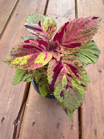 4" Coleus Picasso