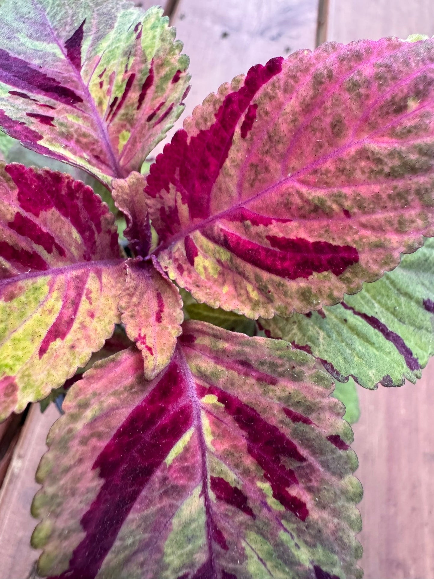 4" Coleus Picasso