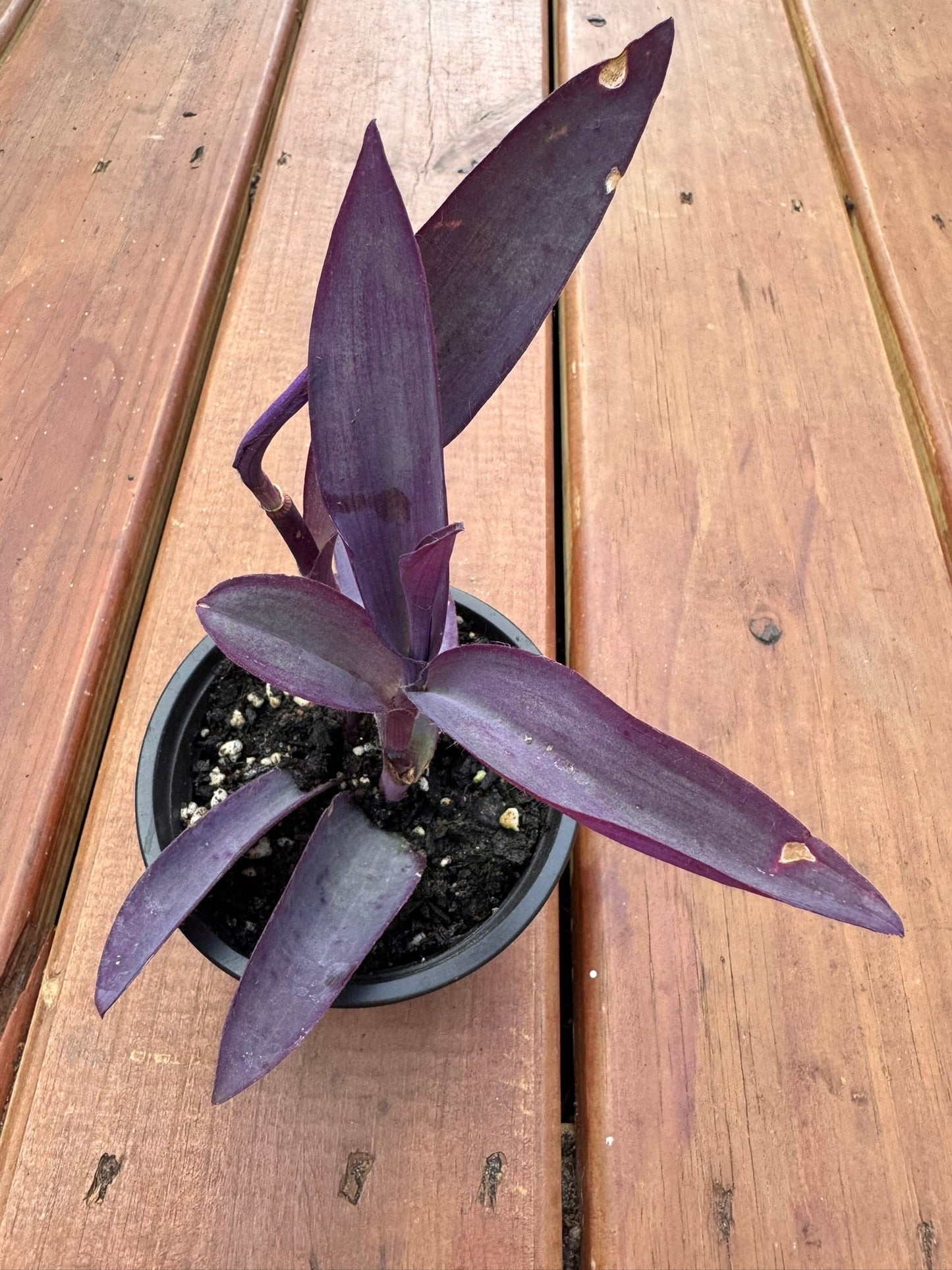 4" Tradescantia Purple Heart