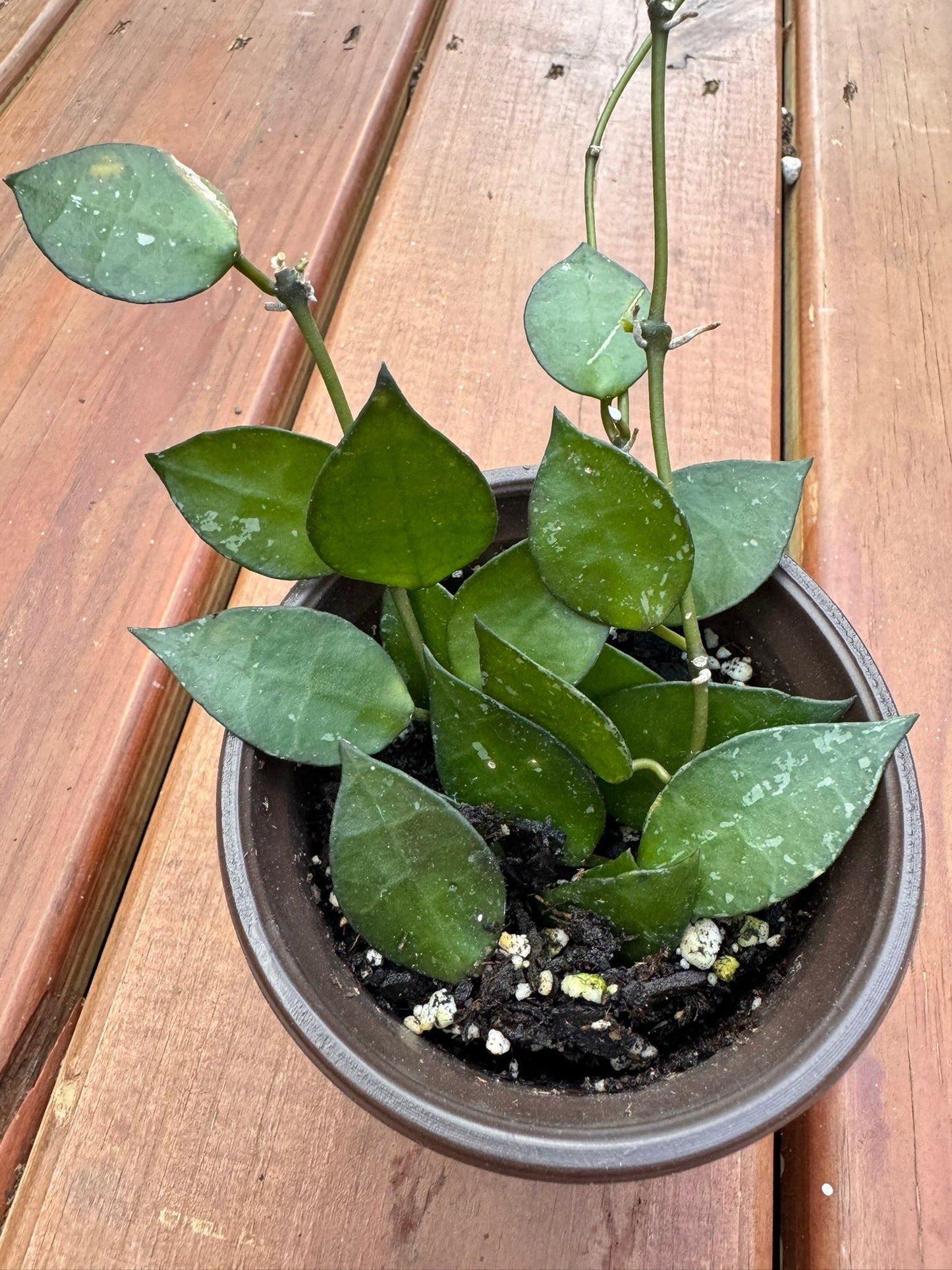 4" Hoya Krohniana Splash