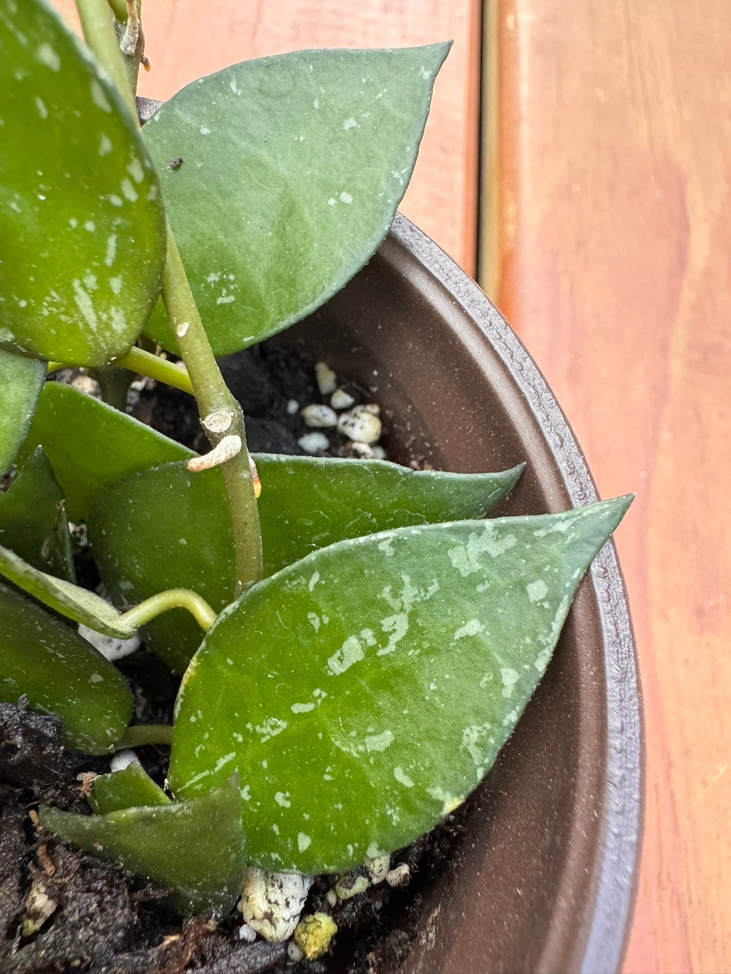 4" Hoya Krohniana Splash