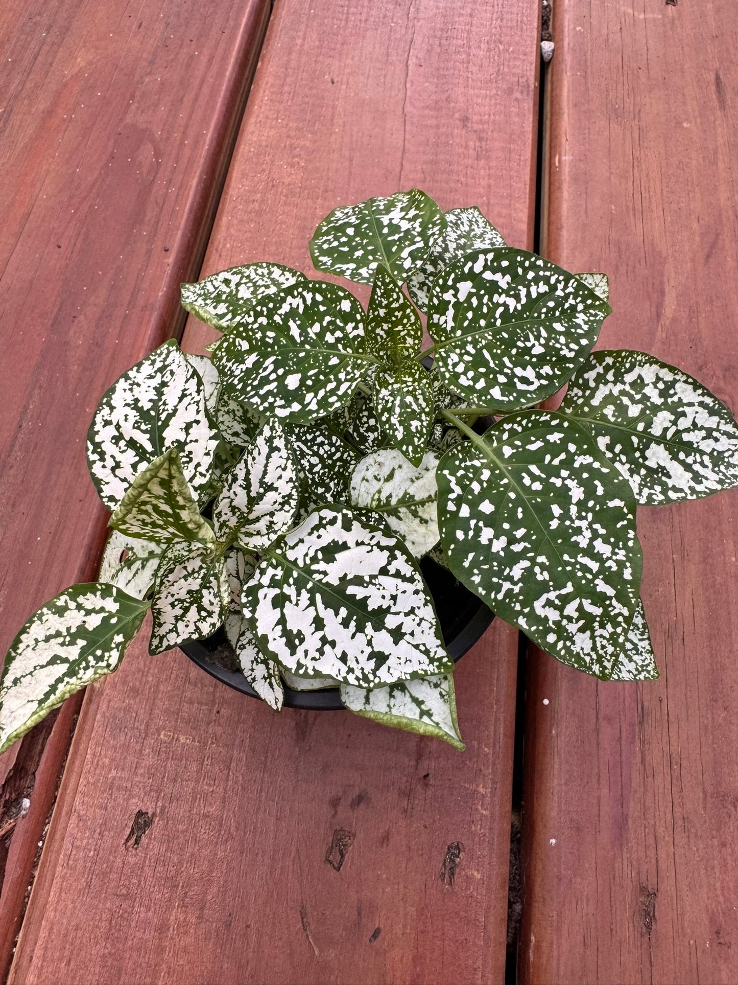 4" Polka Dot Plant