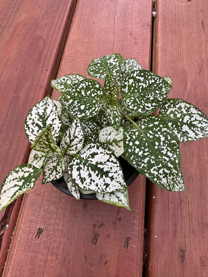 4" Polka Dot Plant