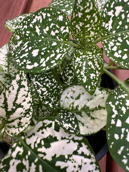 4" Polka Dot Plant