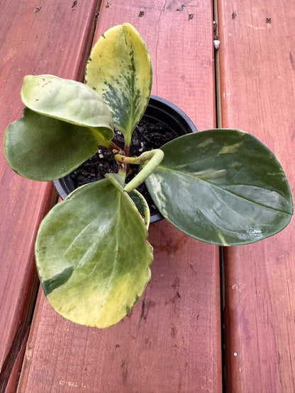 4" Peperomia Marble
