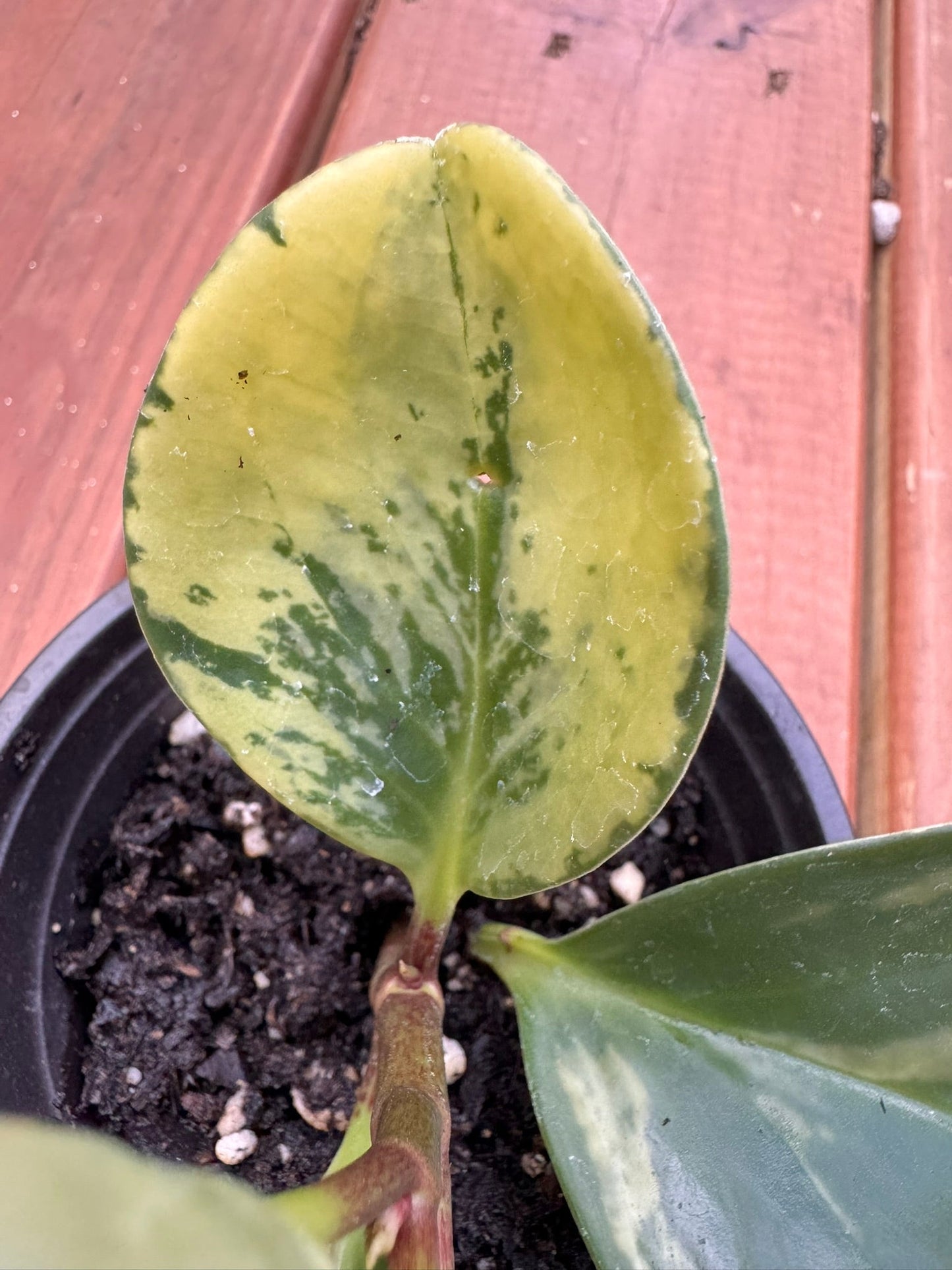 4" Peperomia Marble