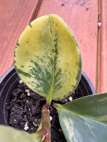 4" Peperomia Marble