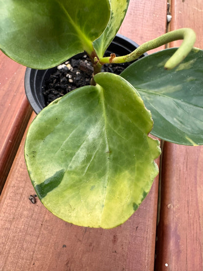 4" Peperomia Marble