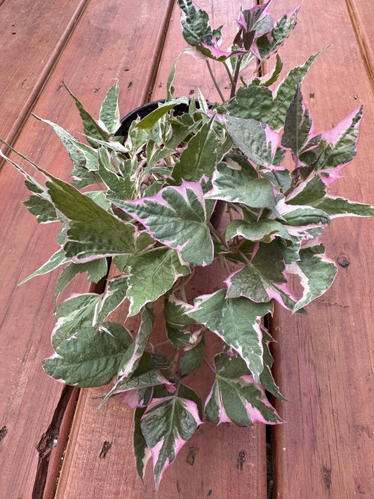 4" Sweet Potato Vine