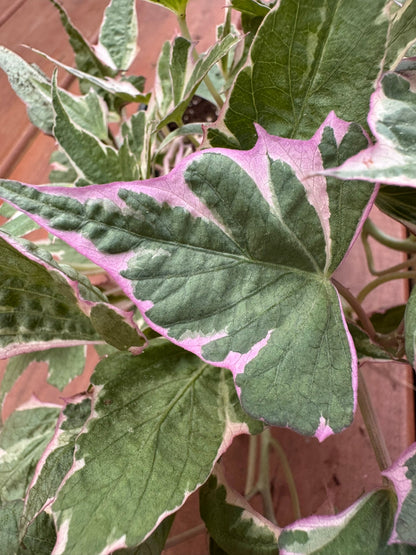 4" Sweet Potato Vine
