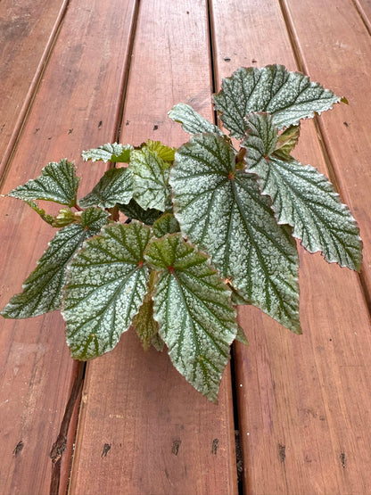 4" Begonia Frosty Angel Wing