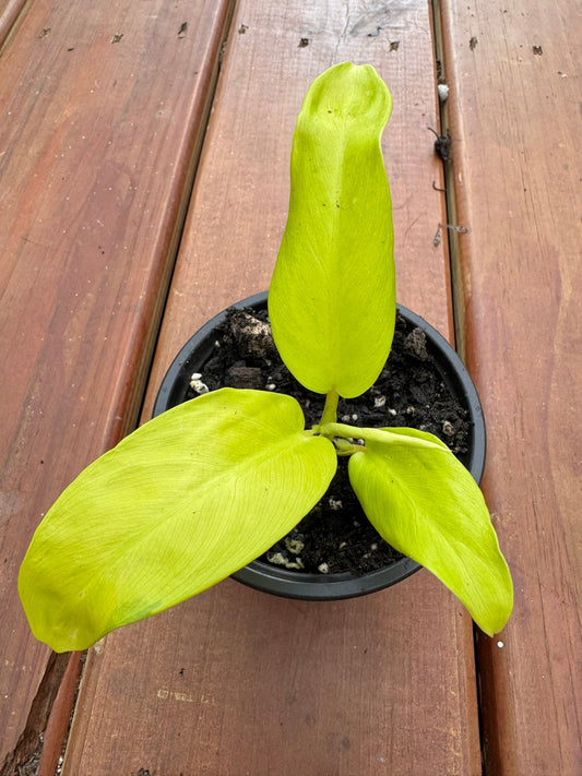 4" Philodendron Golden Goddess