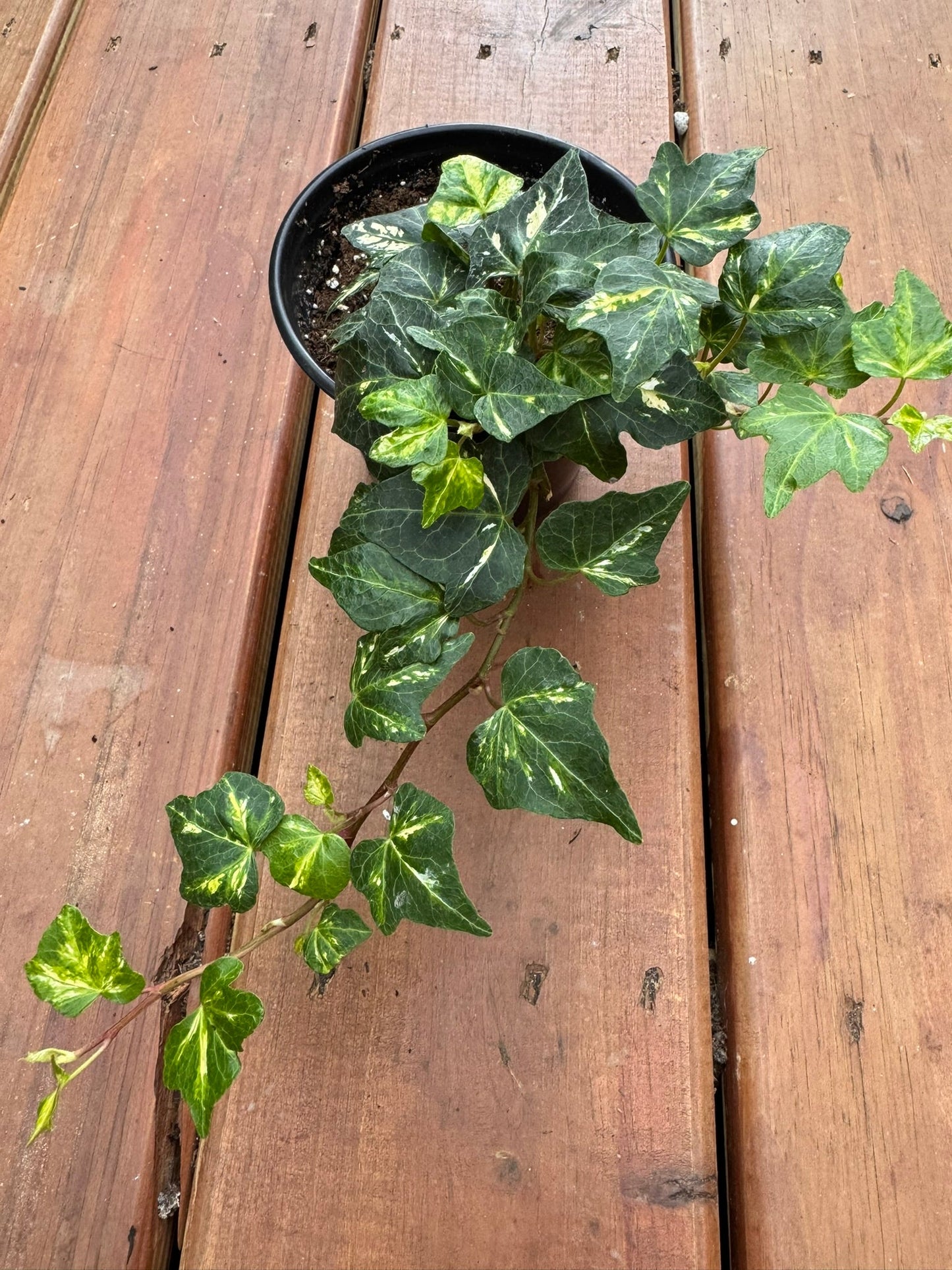 4" Hedera Helix