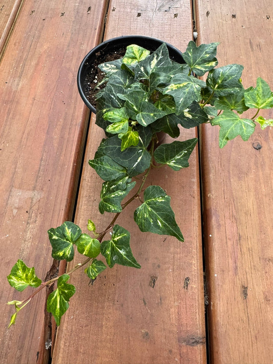 4" Hedera Helix