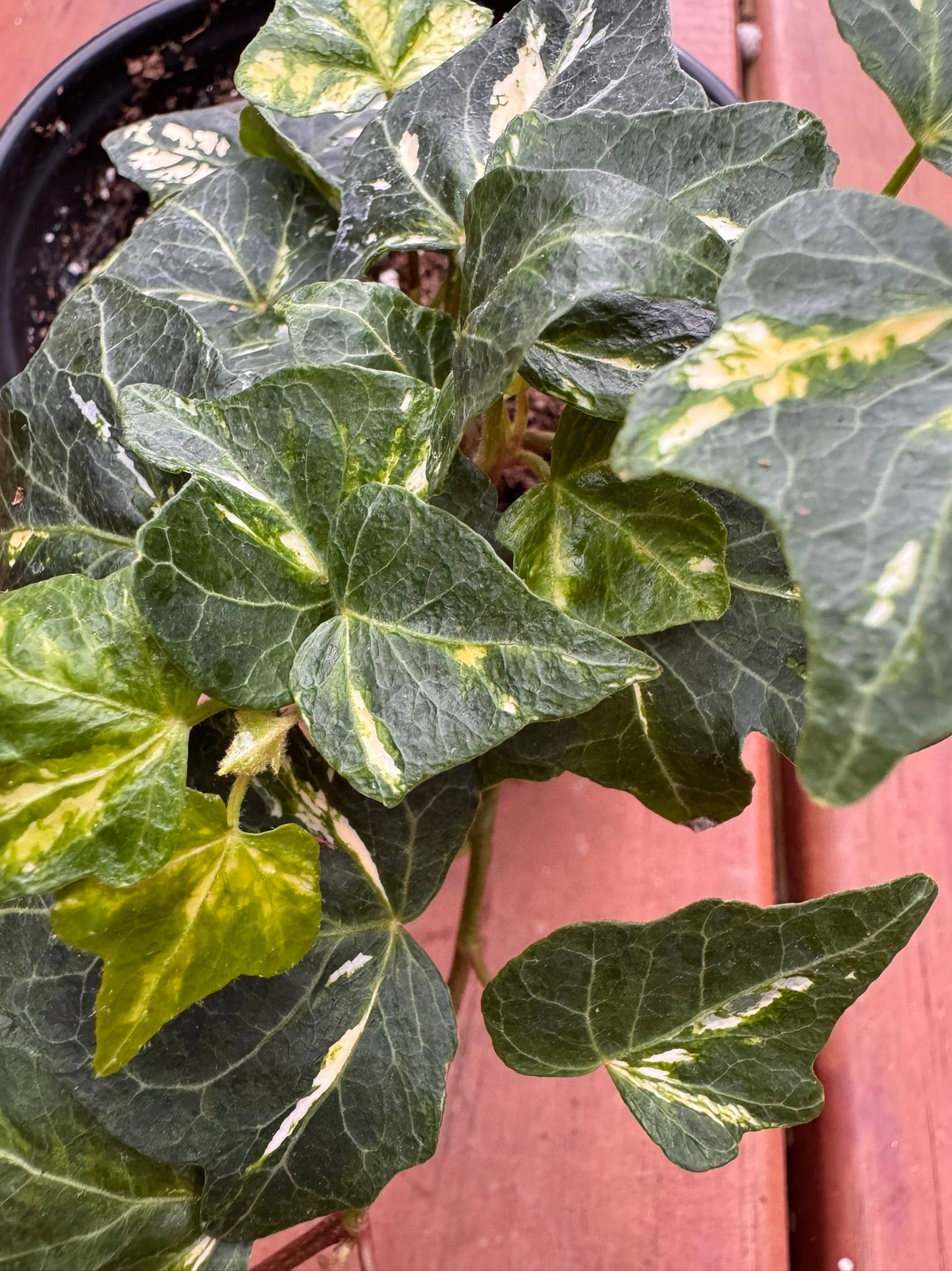 4" Hedera Helix