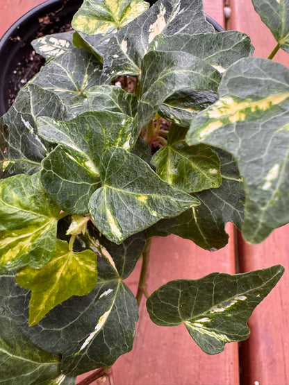 4" Hedera Helix