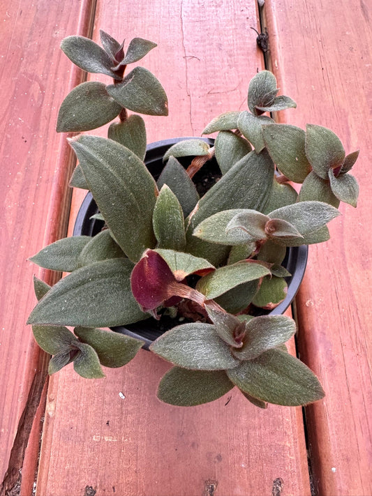 4" Tradescantia Teddy Bear Vine