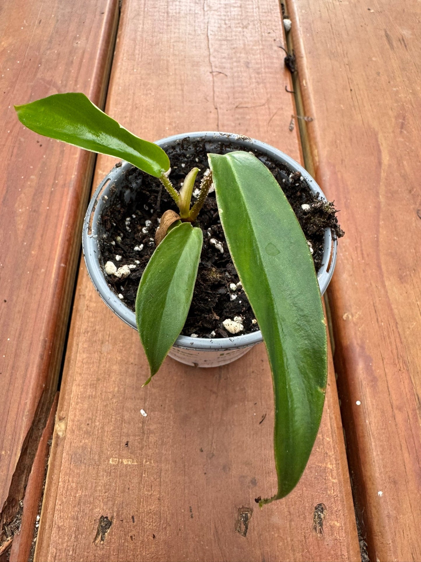 4" Philodendron Squamiferum