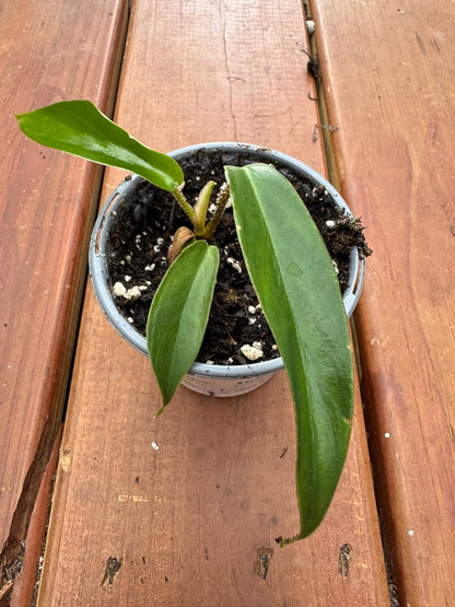 4" Philodendron Squamiferum