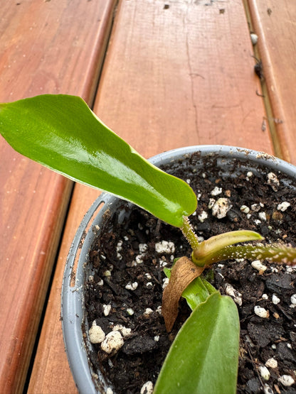 4" Philodendron Squamiferum