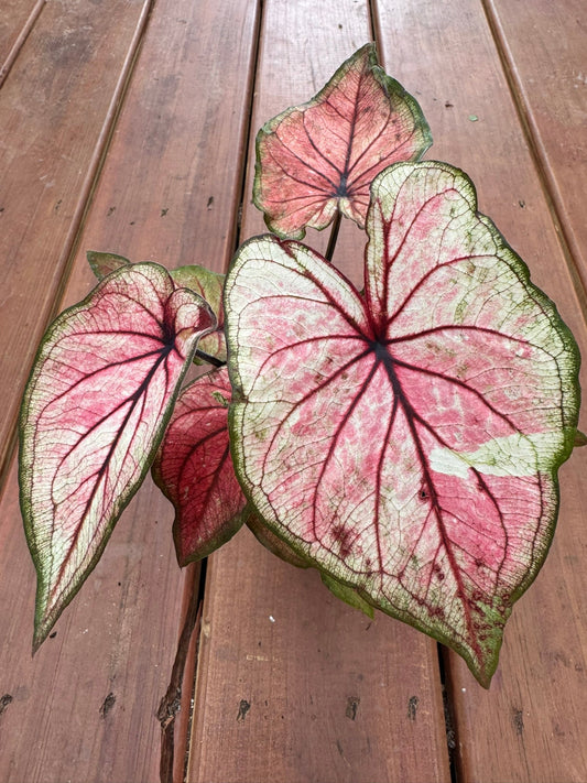4" Caladium Heart To Heart Xplosion